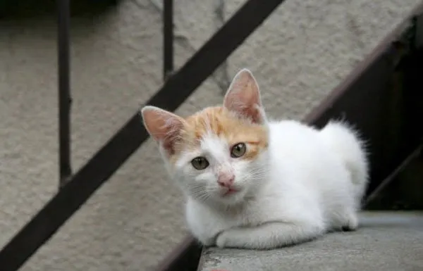 【流浪猫图片】如若幸福安稳，谁又愿意颠沛流离？ | 宠物猫图片