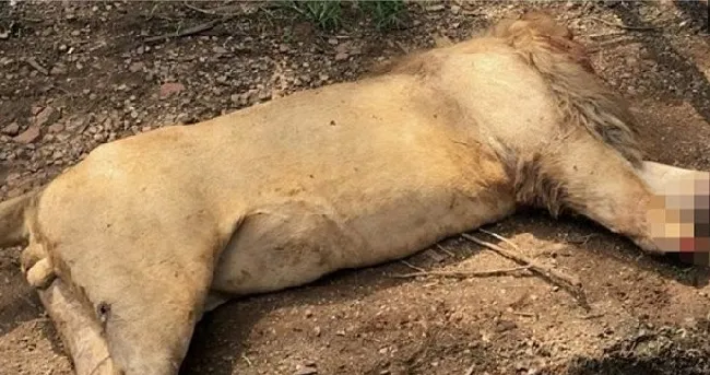 南非一小村庄频频出现狮子被猎杀事件，调查得知是为制作巫药 | 宠物新闻资讯