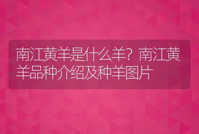 南江黄羊是什么羊？南江黄羊品种介绍及种羊图片 | 动物养殖