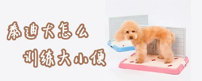 泰迪犬怎么训练大小便 | 宠物训练技巧