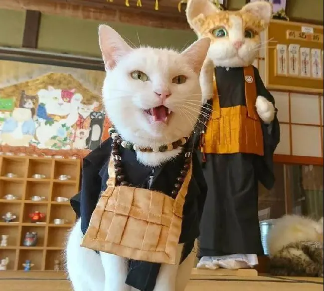 日本人吸猫走火入魔，开设“猫猫寺”！ | 宠物新闻资讯