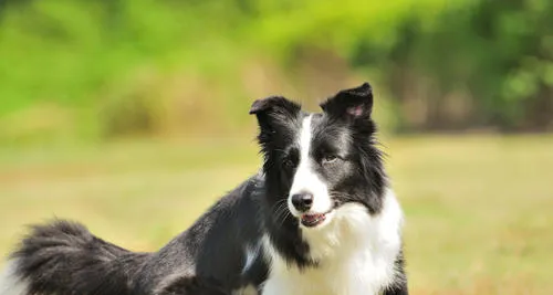 怎么能让边境牧羊犬心甘情愿的刷牙？ | 宠物美容护理