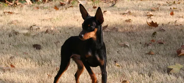 小鹿犬为什么要断尾_小鹿犬多少钱一只|智商 | 宠物狗饲养