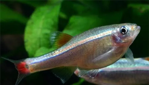 如何挑选水族箱的过滤器材 | 宠物病虫害防治