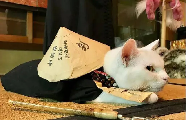 日本人吸猫走火入魔，开设“猫猫寺”！ | 宠物新闻资讯