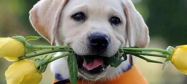 拉布拉多犬训练方法_价格|性格特点|图片 | 宠物狗训练技巧