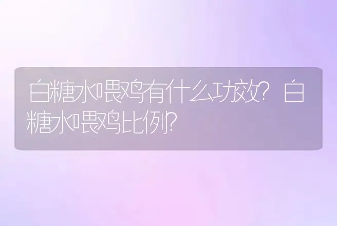 白糖水喂鸡有什么功效？白糖水喂鸡比例？ | 家禽养殖