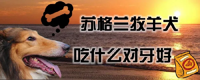 苏格兰牧羊犬吃什么对牙好 | 宠物病虫害防治