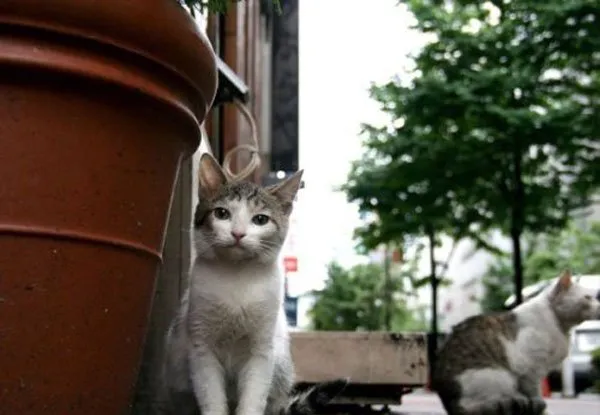 【流浪猫图片】如若幸福安稳，谁又愿意颠沛流离？ | 宠物猫图片