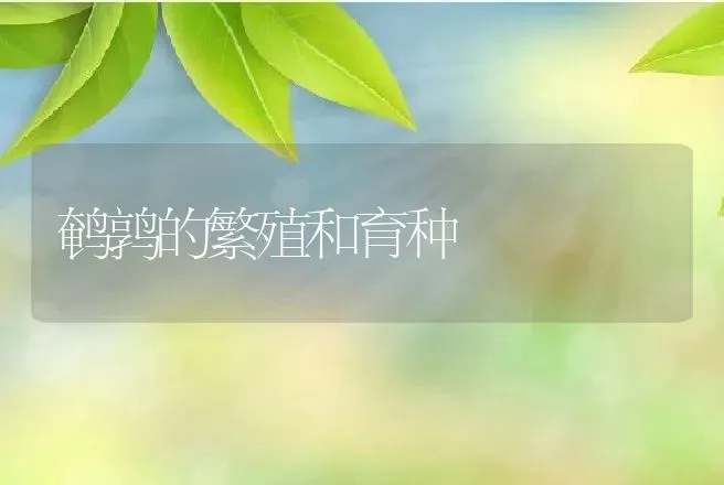 鹌鹑的繁殖和育种 | 特种养殖