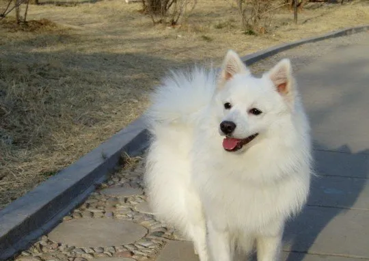 如何训练银狐犬不随地大小便 | 宠物狗训练技巧