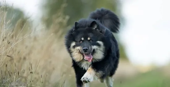 芬兰拉普猎犬好养吗 芬兰拉普猎犬饲养经验分享 | 宠物病虫害防治