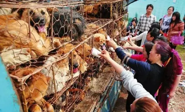 陪伴我们童年的中华田园犬会走向灭绝吗？ | 宠物新闻资讯