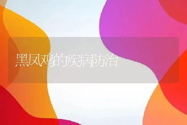 黑凤鸡的疾病防治 | 动物养殖