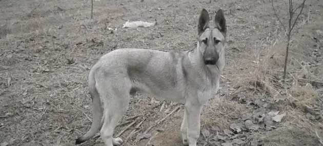 狼青犬的形态特征及训练方法|图片|多少钱一只 | 宠物狗饲养