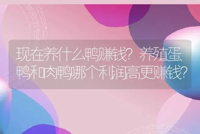 现在养什么鸭赚钱？养殖蛋鸭和肉鸭哪个利润高更赚钱？ | 养殖致富