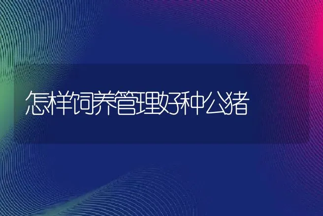 怎样饲养管理好种公猪 | 动物养殖