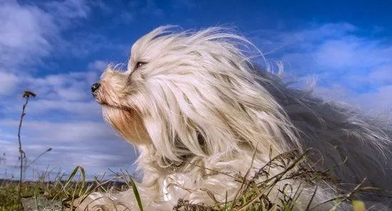 哈瓦那犬怎么修剪指甲 哈瓦那犬指甲修剪方法 | 宠物病虫害防治