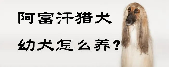 阿富汗猎犬幼犬怎么养 | 宠物病虫害防治