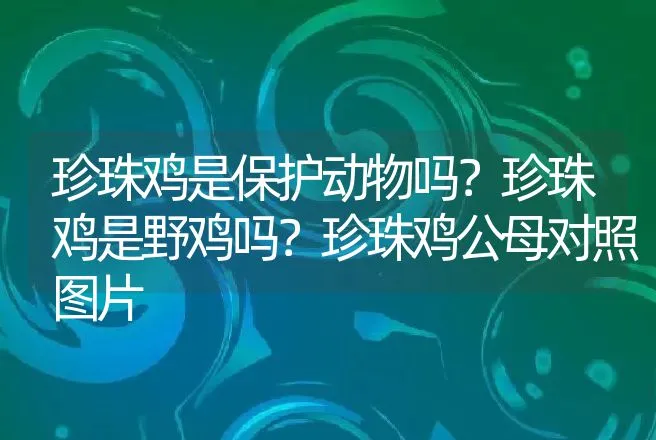 珍珠鸡是保护动物吗？珍珠鸡是野鸡吗？珍珠鸡公母对照图片 | 动物养殖