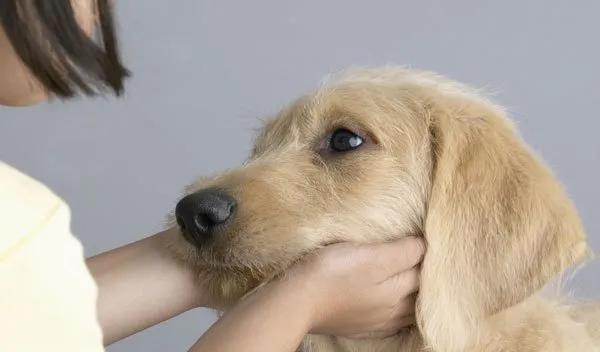 正确抚摸狗狗的方法诀窍 | 宠物狗饲养