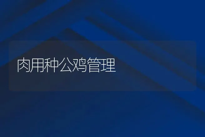 肉用种公鸡管理 | 动物养殖
