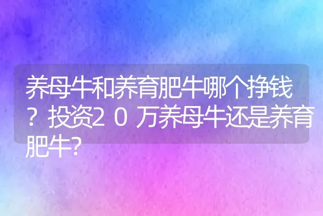 养母牛和养育肥牛哪个挣钱？投资20万养母牛还是养育肥牛？ | 养殖致富