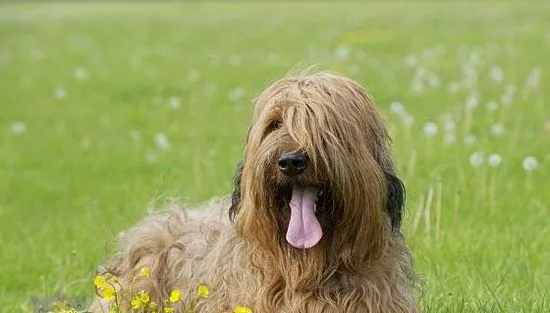 伯瑞犬怎么驱虫 布雷猎犬寄生虫防治方法 | 宠物病虫害防治