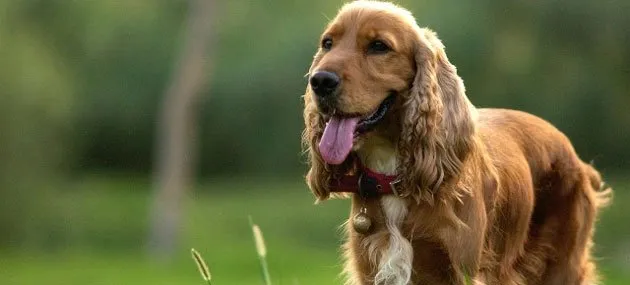 【可卡犬】可卡犬好养吗_价格_多少钱一只 | 宠物狗饲养