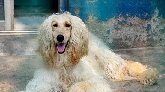 阿富汗猎犬吃什么狗粮好 阿富汗猎犬狗粮选择技巧 | 宠物病虫害防治