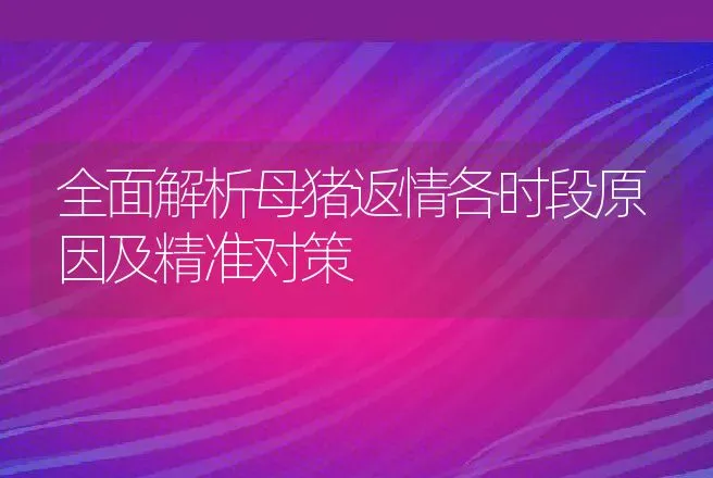 全面解析母猪返情各时段原因及精准对策 | 家畜养殖