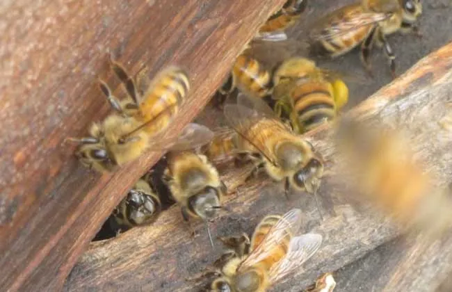 蜜蜂什么时候繁殖快？ | 养殖技术大全