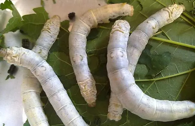 蚕宝宝的生长过程图片详解 | 养殖技术大全