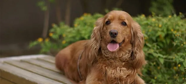 【可卡犬】可卡犬好养吗_价格_多少钱一只 | 宠物狗饲养