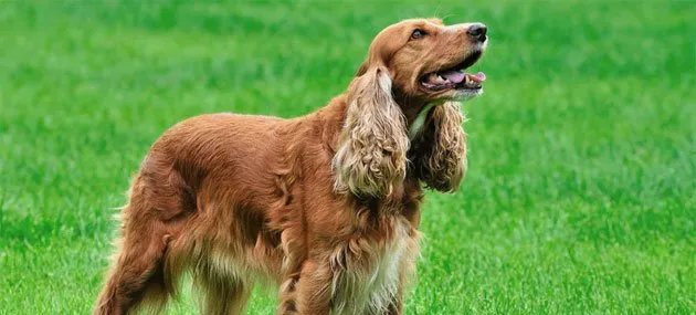 【可卡犬】可卡犬好养吗_价格_多少钱一只 | 宠物狗饲养