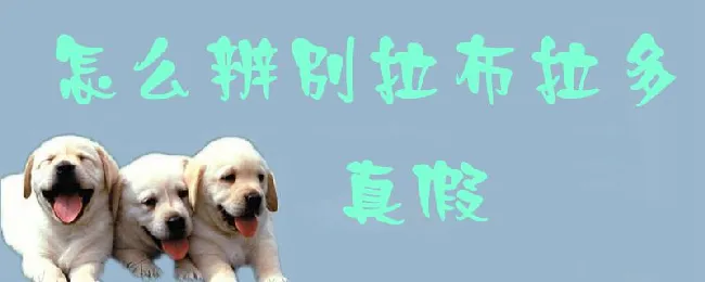 怎么辨别拉布拉多真假 | 养宠入门知识