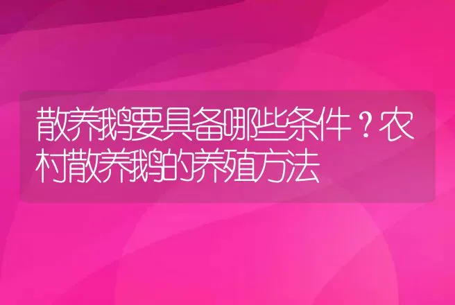 散养鹅要具备哪些条件？农村散养鹅的养殖方法 | 家禽养殖