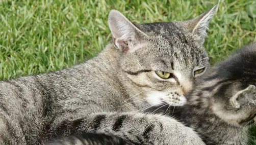 幼猫成长期掌握饮食均衡 | 宠物猫饲养