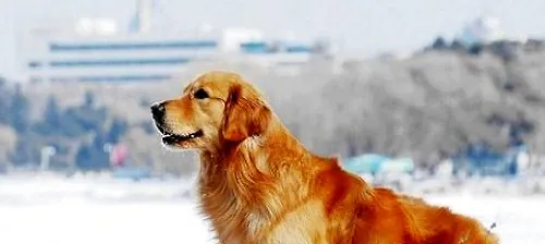 金毛犬拉稀吃什么药?金毛犬拉稀不吃饭喂土霉素可以吗? | 宠物狗病虫害防治