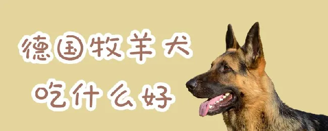 德国牧羊犬吃什么好 | 宠物病虫害防治