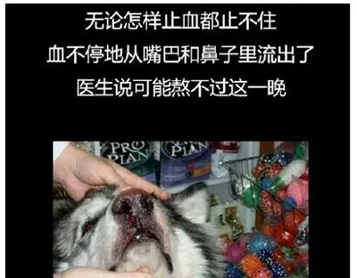 狗狗生命倒数2小时，结局太暖了 | 宠物新闻资讯