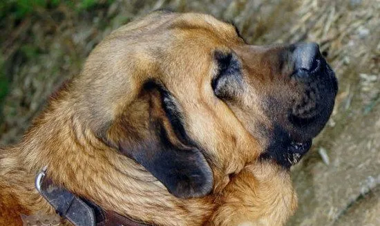 马士提夫獒犬感冒怎么办 马士提夫獒犬感冒治疗方法 | 宠物病虫害防治