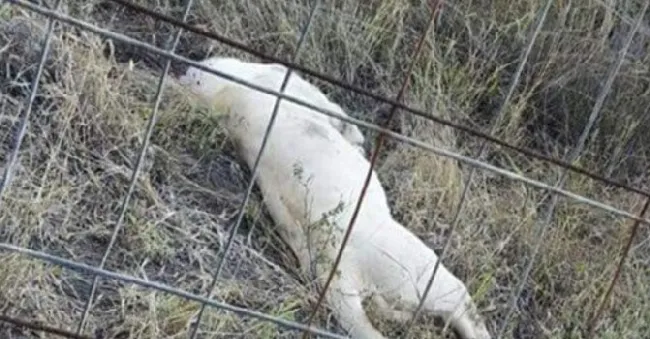 南非一小村庄频频出现狮子被猎杀事件，调查得知是为制作巫药 | 宠物新闻资讯