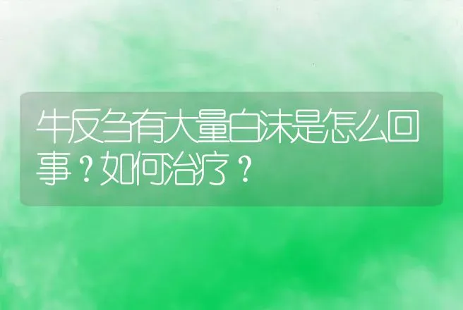 牛反刍有大量白沫是怎么回事？如何治疗？ | 兽医知识大全