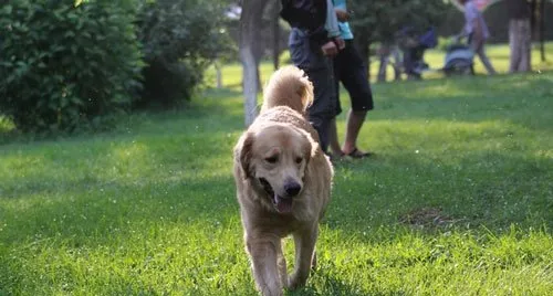 金毛犬第一次进家怎么办？ | 宠物狗训练技巧