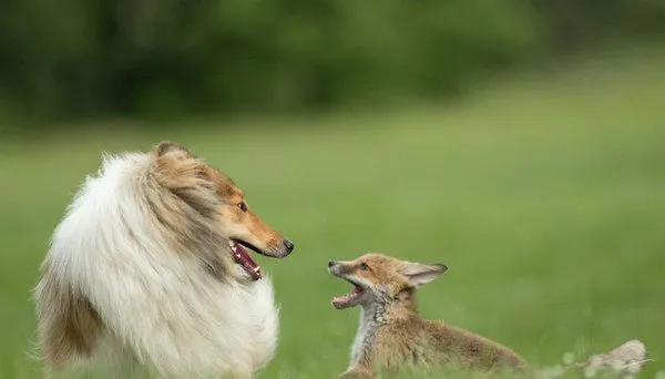 苏格兰牧羊犬母爱泛滥 成狐狸宝宝的新妈妈 | 宠物新闻资讯