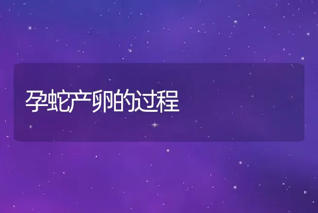 孕蛇产卵的过程 | 特种养殖