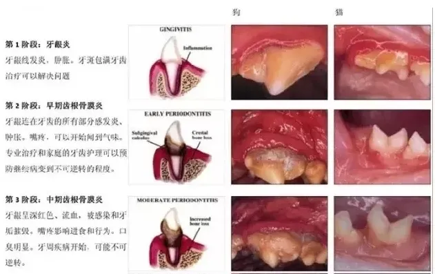 消灭不健康异味—宠物牙周病 | 宠物狗病虫害防治