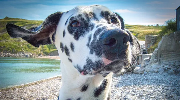 犬瘟后遗症 | 养宠入门知识