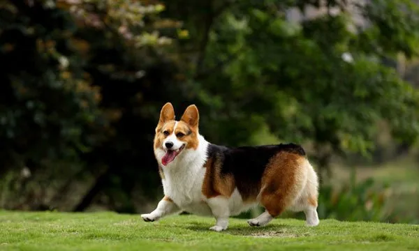 【柯基犬图片】草坪上的柯基犬神采奕奕 | 宠物狗图片